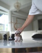 AGGIE - FEMALE (PURCHASED by TAMARA) - Image 4