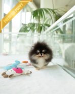 ONYX - MALE (PURCHASED by MARTYNA) - Image 4