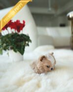 MYLES - MALE (PURCHASED by KIRK) - Image 4