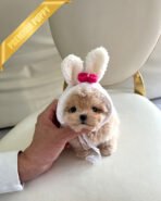 ZOEY - FEMALE (PURCHASED by LISA) - Image 3