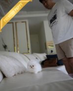 SNOWY - MALE (PURCHASED by ISAAC) - Image 7