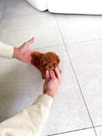 DOLCE - FEMALE (PURCHASED by JANET) - Image 5