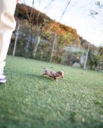 BROWNIE - FEMALE (PURCHASED by JARED) - Image 5