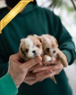 JOSIE & CAMILLE - FEMALE - Image 2