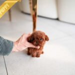 VICTORIA - FEMALE (PURCHASED by RAMIRO)