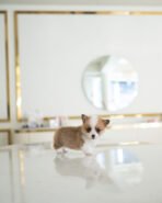 QUEENIE - FEMALE (PURCHASED by JANET) - Image 2