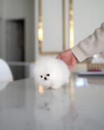 DOROTHY - FEMALE (PURCHASED by AN) - Image 5