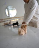 MACARON - MALE (PURCHASED by AHMED) - Image 5