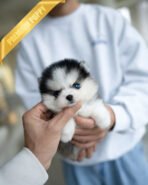 ROXY - FEMALE (PURCHASED by HEND)