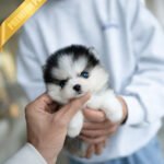 ROXY - FEMALE (PURCHASED by HEND)