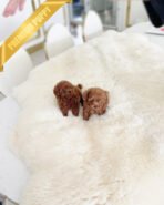 MONTY - MALE (PURCHASED by TAMARA) - Image 4