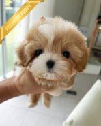 BAILEY - MALE (PURCHASED by NANG) - Image 4