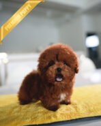 TEDDY - MALE (PURCHASED by LAUREN) - Image 3