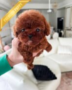 ROSIE - FEMALE (PURCHASED by GERARD) - Image 2