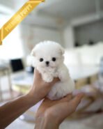 HANA - FEMALE  (PURCHASED by ELENA) - Image 2