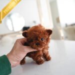 LUNA - FEMALE (PURCHASED by VANESA)