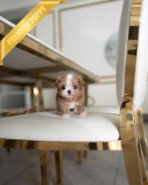 MARCO - MALE (PURCHASED by LUIS) - Image 3