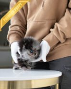 THOR - MALE (PURCHASED by ANONYMOUS) - Image 4