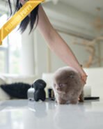 CHIP - MALE (PURCHASED by SOFIIA) - Image 4