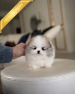 THEO - MALE - Image 2