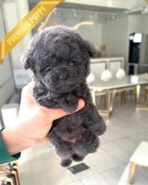 ONYX - MALE (PURCHASED by ANNIE) - Image 4