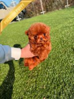 TEDDY - MALE (PURCHASED by JEFFREY) - Image 5