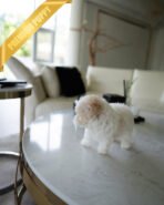 ZEPHYR  - MALE (PURCHASED by RUTH) - Image 6