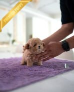 LALA - FEMALE (PURCHASED by LEE) - Image 3