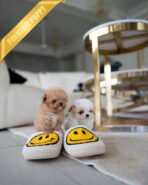 HAZEL & KELLY - FEMALE - Image 2