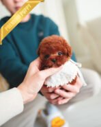 DAPHNE  - FEMALE (PURCHASED by KARLA) - Image 3