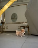 OWEN - MALE (PURCHASED by JENNIFER) - Image 6