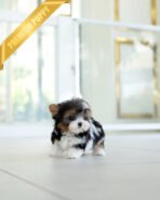 AARON - MALE (PURCHASED by KHOA) - Image 4