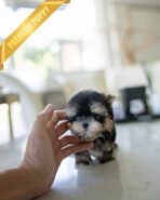 CELINE - FEMALE (PURCHASED by JESSICA) - Image 2