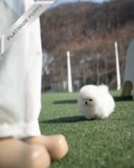 MOCHI - FEMALE (PURCHASED by KIMBERLY) - Image 7