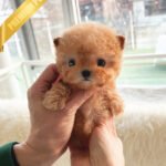 JESSICA - FEMALE (PURCHASED by KAVEH)