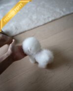 TEDDY - FEMALE (PURCHASED by MYUNG) - Image 5