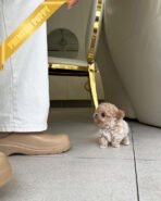 EWAN - MALE (PURCHASED by SHALMOR) - Image 5