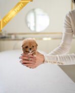 ZOE - FEMALE (PURCHASED by KAVEH)