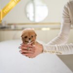 ZOE - FEMALE (PURCHASED by KAVEH)