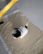 GIGI - FEMALE (PURCHASED by RIKKI) - Image 5