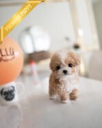 MIA - FEMALE (PURCHASED by RANDY) - Image 2