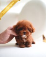 ISABELLA - FEMALE (PURCHASED by MAXIMILIAN) - Image 3