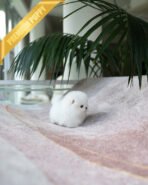 MOCHI - FEMALE (PURCHASED by MADISON) - Image 2