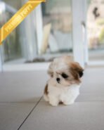 TOBY - MALE (PURCHASED by DANILLE) - Image 4