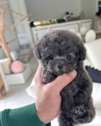 CAPRI - FEMALE (PURCHASED by ARACELI) - Image 2