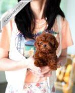 CINNAMON - FEMALE (PURCHASED by RUTHANN)