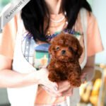 CINNAMON - FEMALE (PURCHASED by RUTHANN)