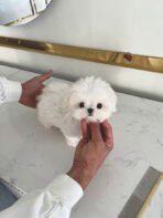 SKYLAR - FEMALE (PURCHASED by ANA) - Image 3