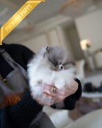 ASPEN - MALE (PURCHASED by YELLI) - Image 2