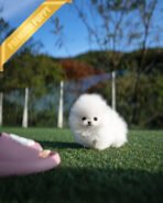 KYLE - MALE (PURCHASED by JESSICA) - Image 4